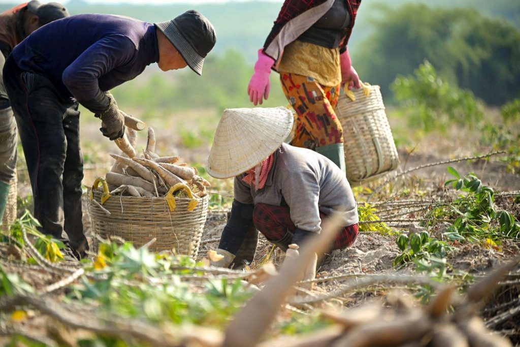 Lưu ý: Sắn đắng chứa nhiều độc tố hơn sắn ngọt và cần được xử lý cẩn thận hơn.